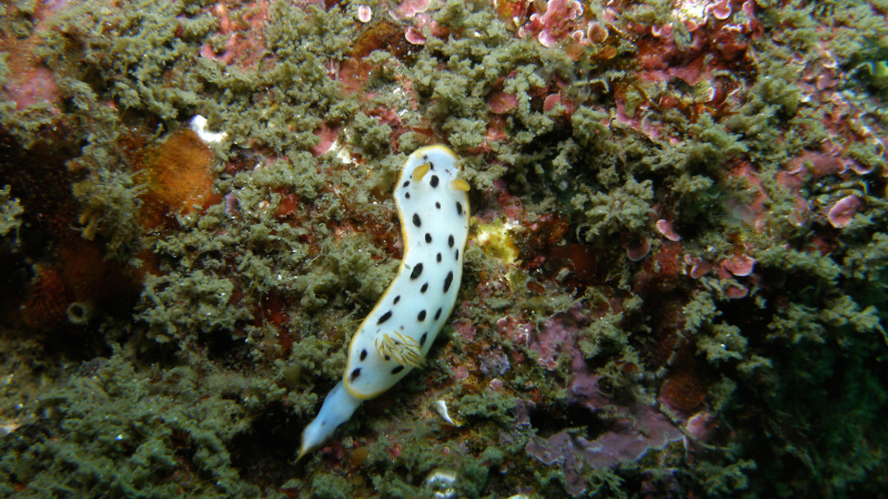 Illustration for article titled Striking Photographs Of Sea Slugs Expose The Alien World Under the Sea
